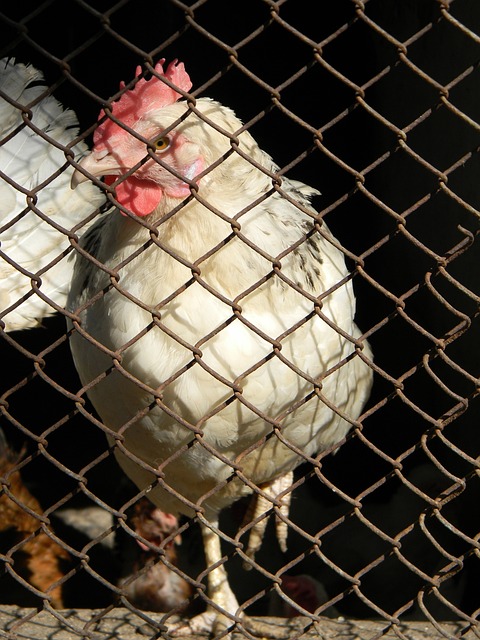 瞬间胜利 瞬间胜利